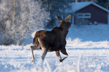 Mother moose running off in a hurry