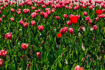 Tulip. Beautiful bouquet of tulips. colorful tulips. tulips in spring, colourful tulip