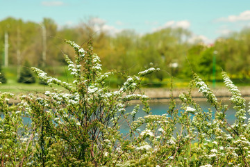 Spiraea alpine spring flower - white flowering shrub
