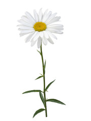 White Daisy flower