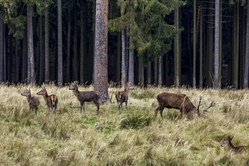 Deer at the forest edge