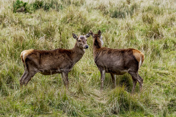 Stag cows in the grass
