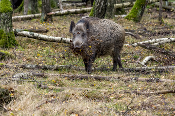 Wild boar in the forest