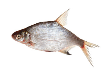 bream isolated on white background