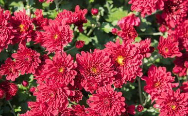  abstract background,flowers