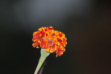 Marigold flower