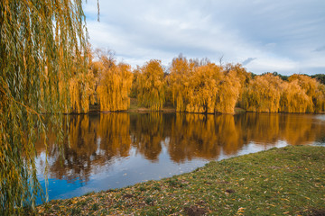 Trauerweide