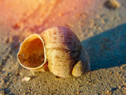 The shell lies on the sand on the beach
