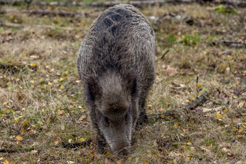 Wild boar in the forest
