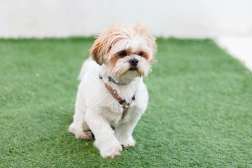 Portrait of a adorable Shih-Tzu dog