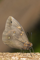Fototapeta premium black and orange butterfly in vertical close-up