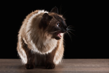 Obraz premium Beautiful balinese cat isolated on black