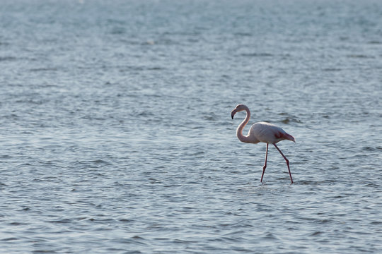 View of pink flamingo bird in Evros, Greece.