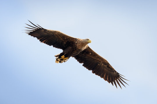 Imagens de Seeadler Explore Fotografias do Stock, Vetores e Vídeos de