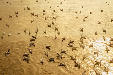 Fototapeta premium Seagulls flying over the sea and are swimming in the water in sunset at Bangpu Samut Prakan,Thailand