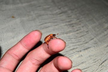 insect