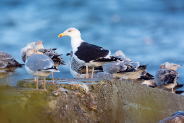 Mantelmöwe Ansitz am Meer