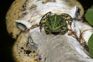 Wasserfrosch oder Teichfrosch sitzt auf Plastik-Hippo im Gartenteich