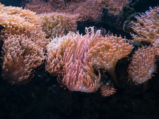 Naklejka na ściany i meble The sea anemone on a rock, underwater