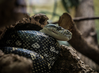 Fototapeta premium The snake on a branch in zoological garden