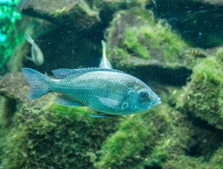 Fototapeta premium The coral reef fish underwater in aquarium