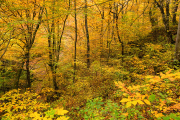 Fototapeta na wymiar Scenic landscape of forest in fall