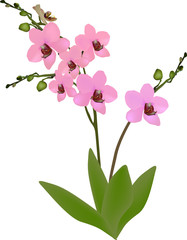 Obraz premium pink simple orchid with green leaves on white