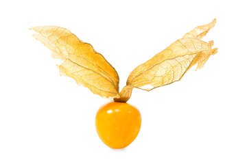 frische physalis frucht