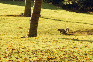 A squirrel under the tree on Autumn morning - Nature seasonal background