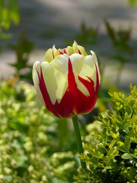 Tulp - tulps - Tulpen - in farm garden in Krummh&ouml;rn Ostfriesland North Sea Nordsee ... :-)