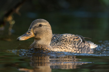 Stockenten Weibchen schwimmend