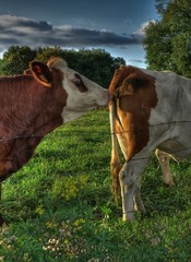 Vaches montbéliardes à Villereversure, Ain, France