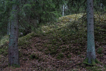 Little hill and moss in Swedish forest