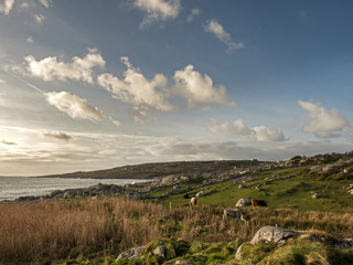 West coast of Ireland, The Atlantic ocean, field, rocks, cows, clouds.