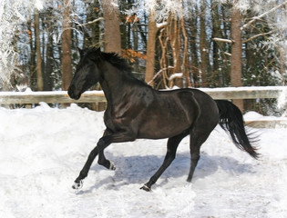 Black Horse White Snowflakes 