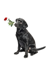  Labrador Retriever Welpe mit Rose