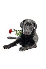  Labrador Retriever Welpe mit Rose