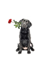  Labrador Retriever Welpe mit Rose