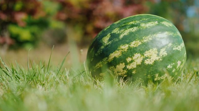 A large watermelon lies on the grass, the background is blurred. Excellent harvest, a huge fruit concept