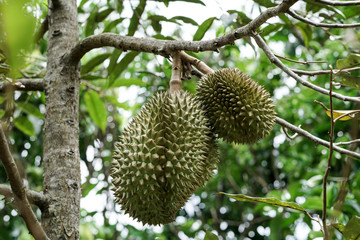 Monthong durian on tree branch
