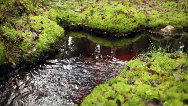 clean cold water from a forest stream murmur 
