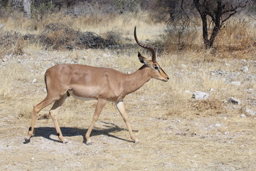 Schwarznasenimpala