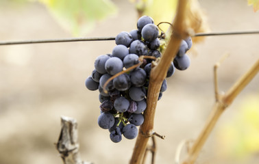Bunch of black grapes