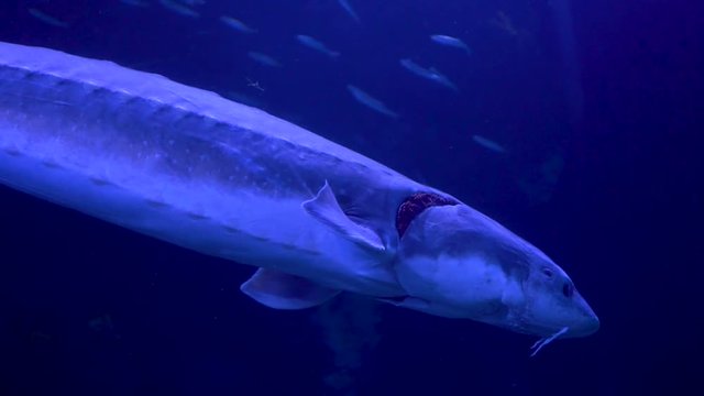 Beluga sturgeonsswimming in aquarium