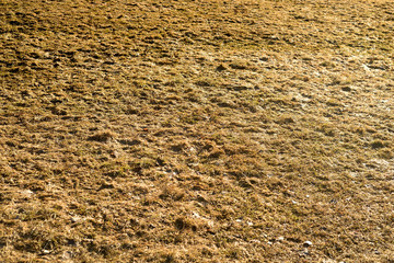 Yellow grass in early spring.