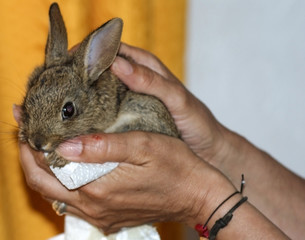 Naklejka premium bébé lapin