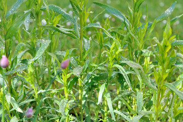 Obraz premium tarragon covered with drops in garden 