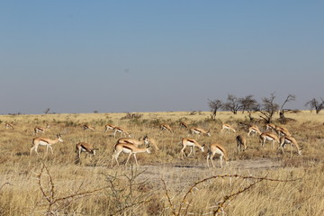 Fototapeta na wymiar Kalahari Springböcke