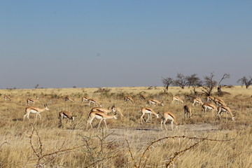Kalahari Springböcke