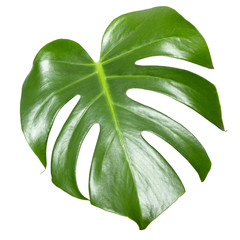 Monstera leaf isolated on white. Exotic tropical plant